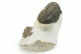 Hollardops Trilobite With Scabriscutellum - Multi-Toned Shell #251434-8